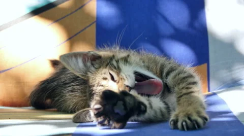 Small gray kitten Stock Footage 51319644