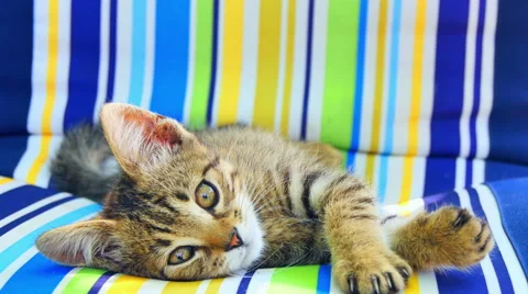 Small gray kitten Stock Footage 51321481