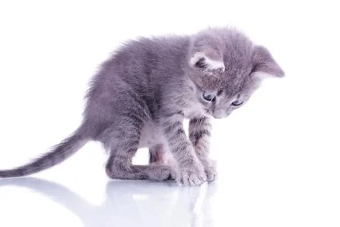 Small gray kitten isolated on white background playing with white yard rope Stock Photos