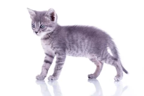 Small gray kitten isolated on white background playing with white yard rope Stock Photos