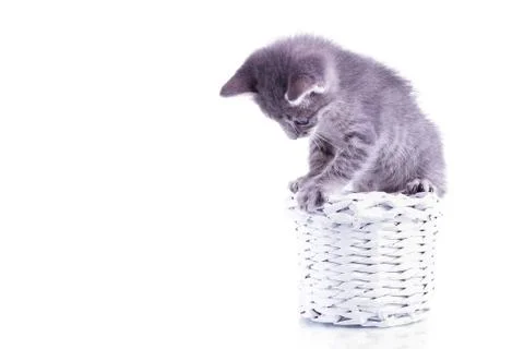 Small gray kitten isolated on white background behind knitted basket Stock Photos