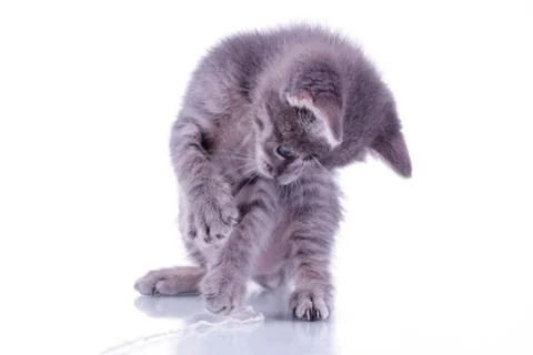 Small gray kitten isolated on white background playing with white yard rope Stock Photos