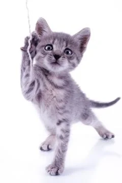 Small gray kitten isolated on white background playing with white yard rope Stock Photos