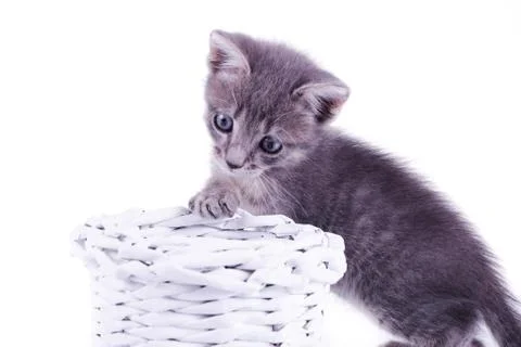 Small gray kitten isolated on white background behind knitted basket Foto stock