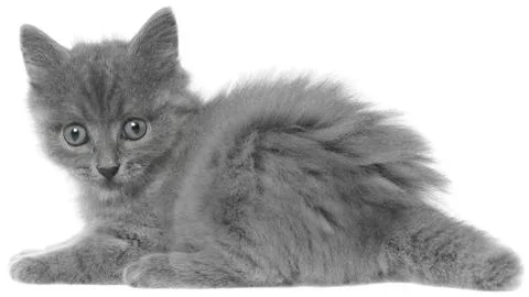 Small gray kitten lay Stock Photos