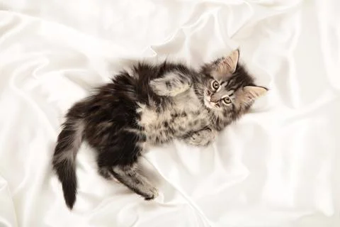 Small gray kitten lies on a white background. Grey Maine coon Stock Photos