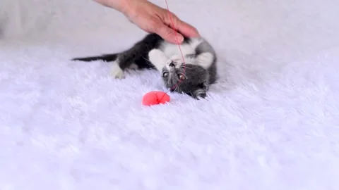 Small gray kitten is lying on bed on bedspread. Hostess strokes it with her hand Stock Footage 160438402