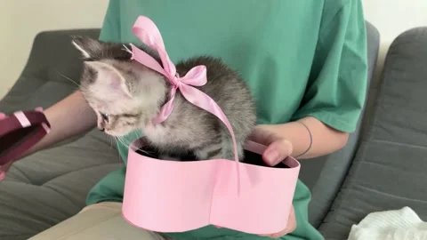 A small gray kitten with a pink ribbon around his neck plays in a heart-shaped Stock Footage 197057777