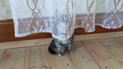 A small gray kitten plays with a curtain on the wooden floor of a village house. Stock Footage 166557450