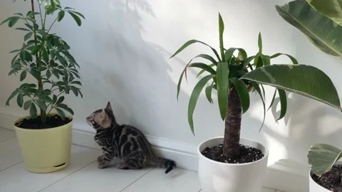 A small gray kitten plays with a flower at home, bites and scratches it Video stock 238602061