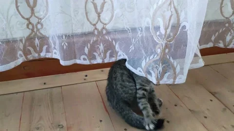 A small gray kitten plays with its tail on the wooden floor of a village house. Stock Footage 166513112