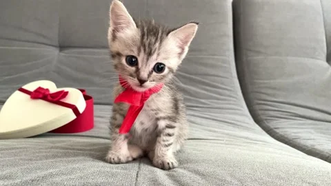 A small gray kitten with a red ribbon around his neck plays with a heart-shaped Stock Footage 197057768