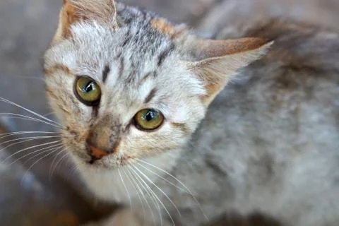 Small gray kitten samotrit at the camera, focus on eyes Stock Photos