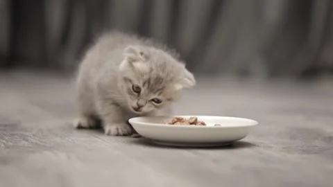 Small gray kitten scotish fold eats from a saucer Stock Footage 247829056