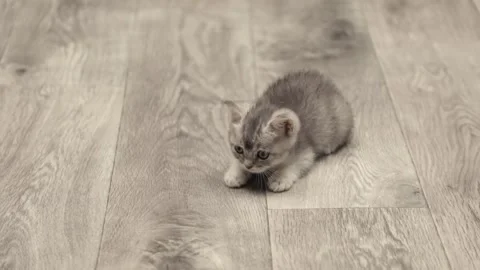 Small gray kitten scotish fold Stock-Footage 248140884