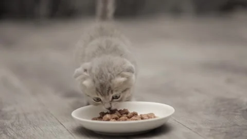 Small gray kitten scotish fold eat from a saucer Stock Footage 248141039