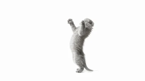 Small gray kitten scottish fold is jumping in slowmo. Stock Footage