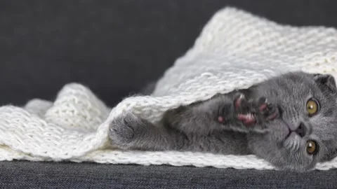 A small gray kitten scottish fold lies in a white knitted scarf Video stock 196372507