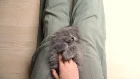 A small gray kitten of the Scottish Fold breed rests and enjoys the coziness Stock Footage 218391244