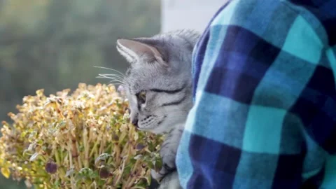 A small gray kitten sits in the arms of its owner and sniffs the flowers and the Stock Footage 314982360