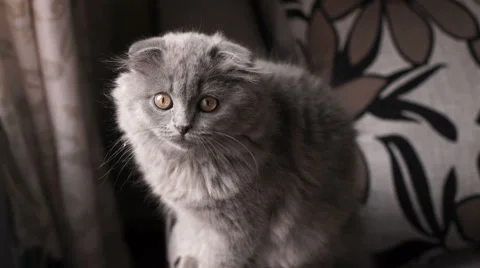 Small gray kitten sits on the couch Stock Footage 57939342