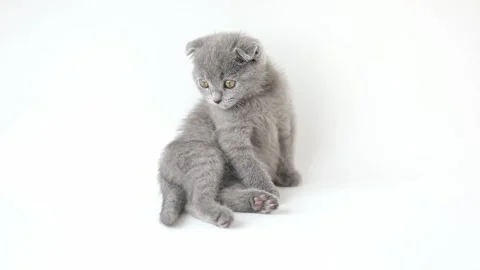 A small gray kitten sits on a light background Stock Footage 191133945