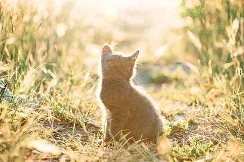Small gray kitten sits on the path in the summer. Stock Photos