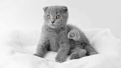 Small gray kitten sits with a raised paw and looks around Video stock 194393481
