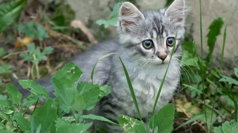 Small gray kitten sitting in the grass. Stock Footage 117130348
