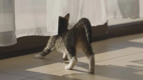 A small gray kitten is stretching in front of a balcony window Video stock 304590817