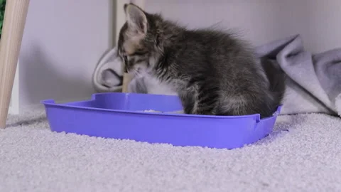 A small gray kitten urinates in a blue toilet tray with white silica gel litter Stock Footage 161726447