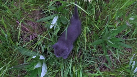 A small, gray kitten walks through the green, tall grass. The view from the top. Vídeos de archivo 131912218