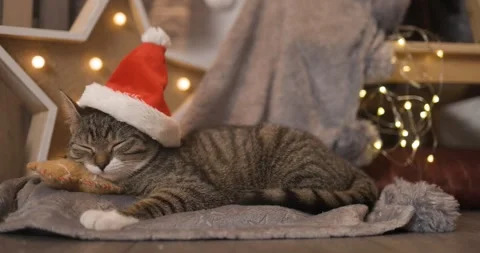 A small gray kitten wearing a Santa hat is curled up on a soft pillow Video stock 304589013