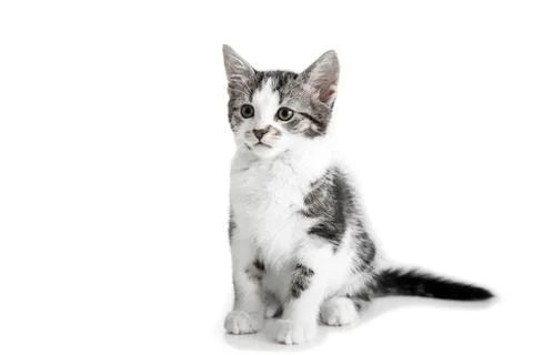 Small gray kitten on white background Stock Photos