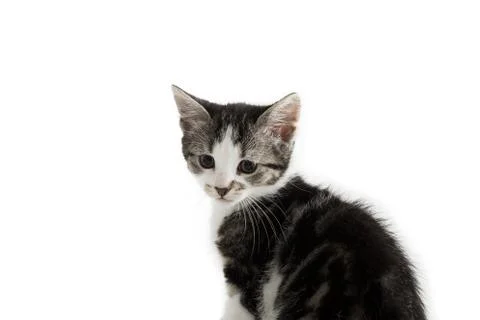 Small gray kitten on white background Stock Photos