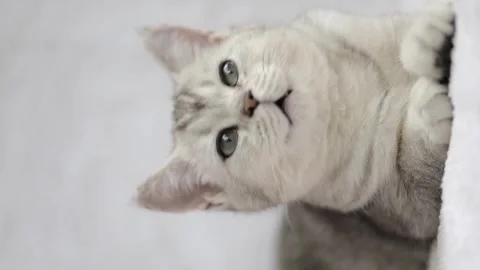 A small gray kitten yawns on a light background Video stock 244806209