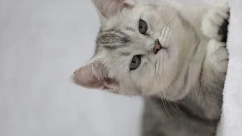A small gray kitten yawns on a light background Stock-Footage 246897145