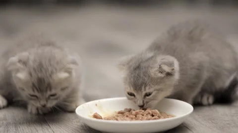Small gray kittens scotish fold eat from a saucer Stock Footage 248141044