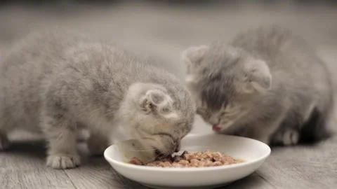 Small gray kittens scotish fold eat from a saucer Stock-Footage 248599679