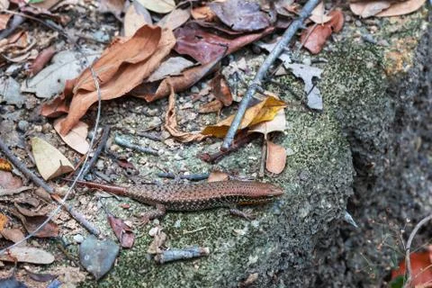 Small gray lizard sitting on the side of a road covered with dry leaves Stock Photos