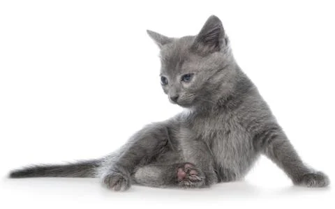 Small gray long haired kitten lay Stock Photos