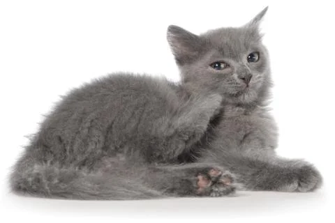 Small gray long haired kitten lie Stock Photos