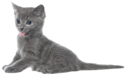 Small gray long haired kitten lay and yawn Stock Photos
