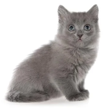Small gray long haired kitten sitting Stock Photos