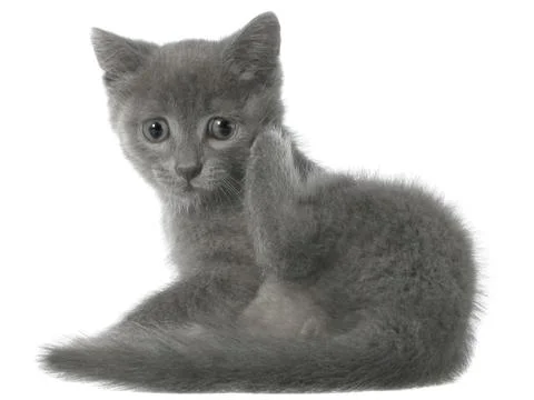 Small gray long haired kitten lay Stock Photos