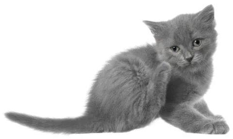 Small gray long haired kitten sitting and itches isolated. Stock Photos