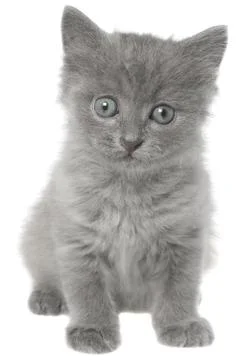Small gray long haired kitten sitting isolated Stock Photos
