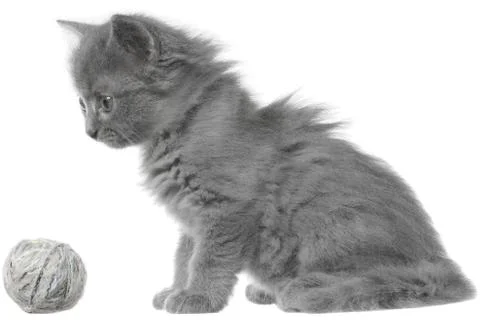 Small gray long haired kitten sitting isolated. Stock Photos