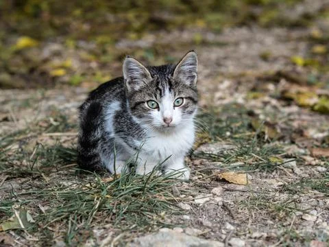 Small gray mongrel kitten on the grass Fotos Stock