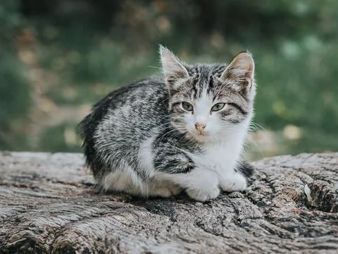 Small gray mongrel kitten on a tree stump Fotos Stock